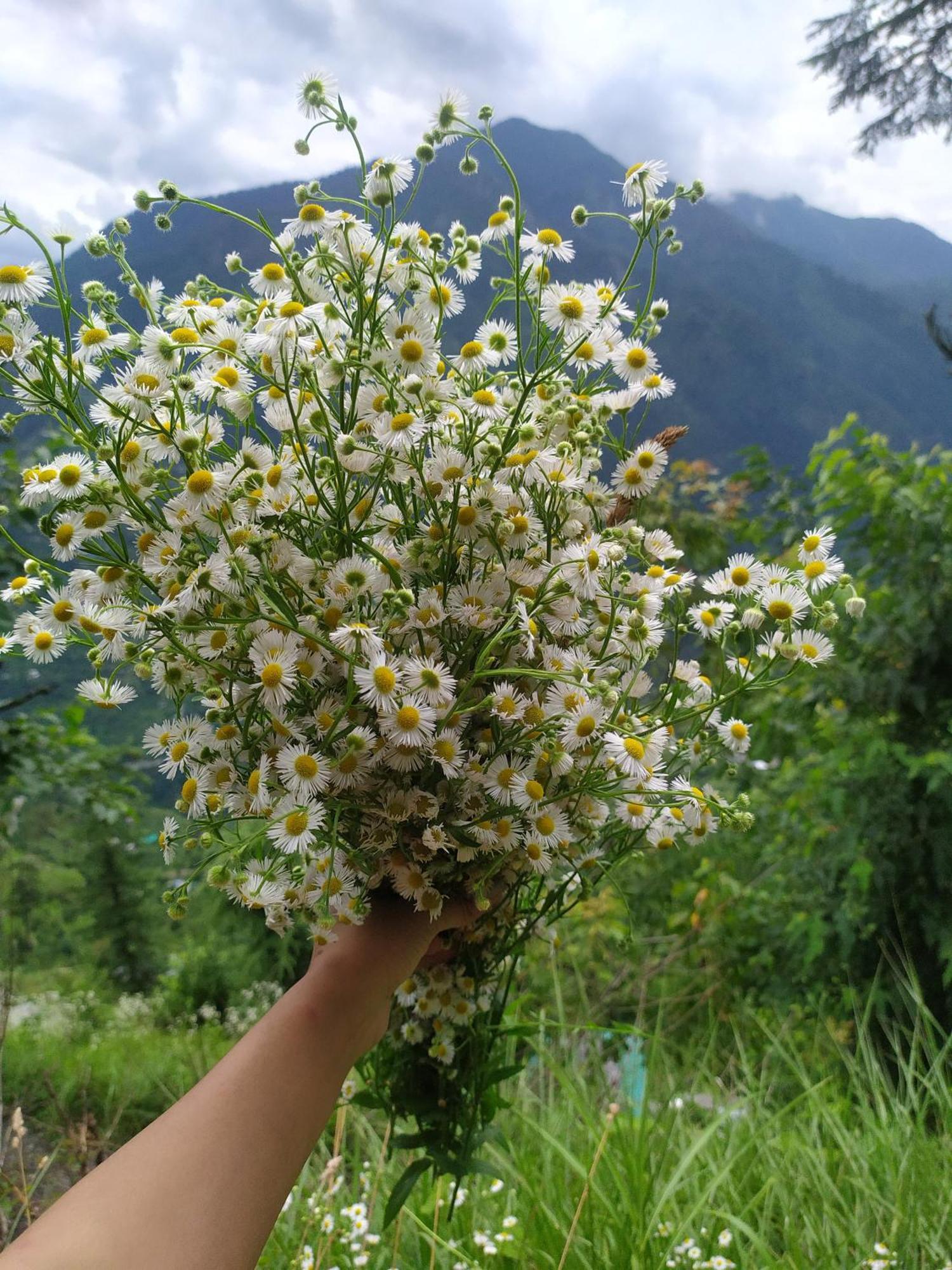 Banjār Mountain Eyrie酒店 外观 照片